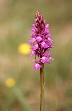 d maculata c.jpg